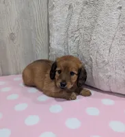 Penny, a female Miniature Dachshund for sale in Dundee, OH – 4 of 5