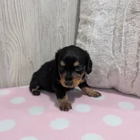 Midnight, a female Miniature Dachshund for sale in Dundee, OH – 4 of 5