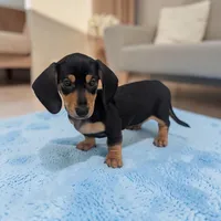 Pebbles, a male Miniature Dachshund for sale in Dundee, OH – 2 of 5