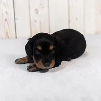 Blake, a male Miniature Dachshund for sale in Dundee, OH – 2 of 5