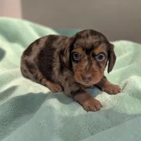 Bingo, a male Miniature Dachshund for sale in Dundee, OH – 1 of 5
