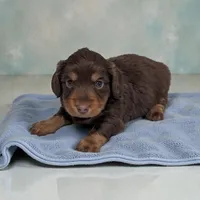 Shadow, a male Miniature Dachshund for sale in Dundee, OH – Photo 1 of 4