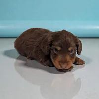 Shadow, a male Miniature Dachshund for sale in Dundee, OH – Photo 2 of 4