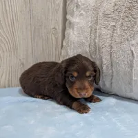 Shadow, a male Miniature Dachshund for sale in Dundee, OH – Photo 4 of 4
