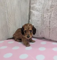 Buffy, a female Miniature Dachshund for sale in Dundee, OH – Photo 4 of 5