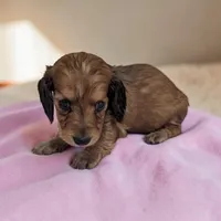 Buffy, a female Miniature Dachshund for sale in Dundee, OH – Photo 1 of 5