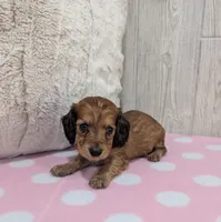 Buffy, a female Miniature Dachshund for sale in Dundee, OH – Photo 5 of 5