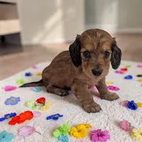 Buffy, a female Miniature Dachshund for sale in Dundee, OH – Photo 2 of 5