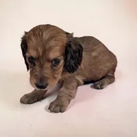 Buffy, a female Miniature Dachshund for sale in Dundee, OH – Photo 3 of 5