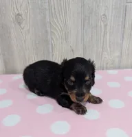 Maple, a female Miniature Dachshund for sale in Dundee, OH – 5 of 5