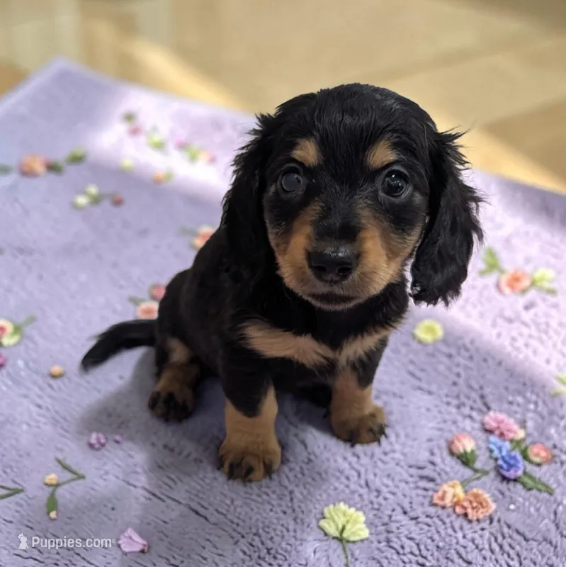 Midnight – Miniature Dachshund puppy for sale in Dundee, OH
