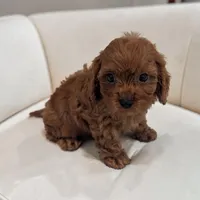 Aero, a  Cavapoo for sale in Dundee, OH – 1 of 5