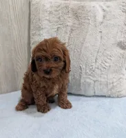 Ace, a male Cavapoo for sale in Dundee, OH – 4 of 5