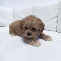 Lincoln, a male Shihpoo for sale in Dundee, OH – 5 of 6