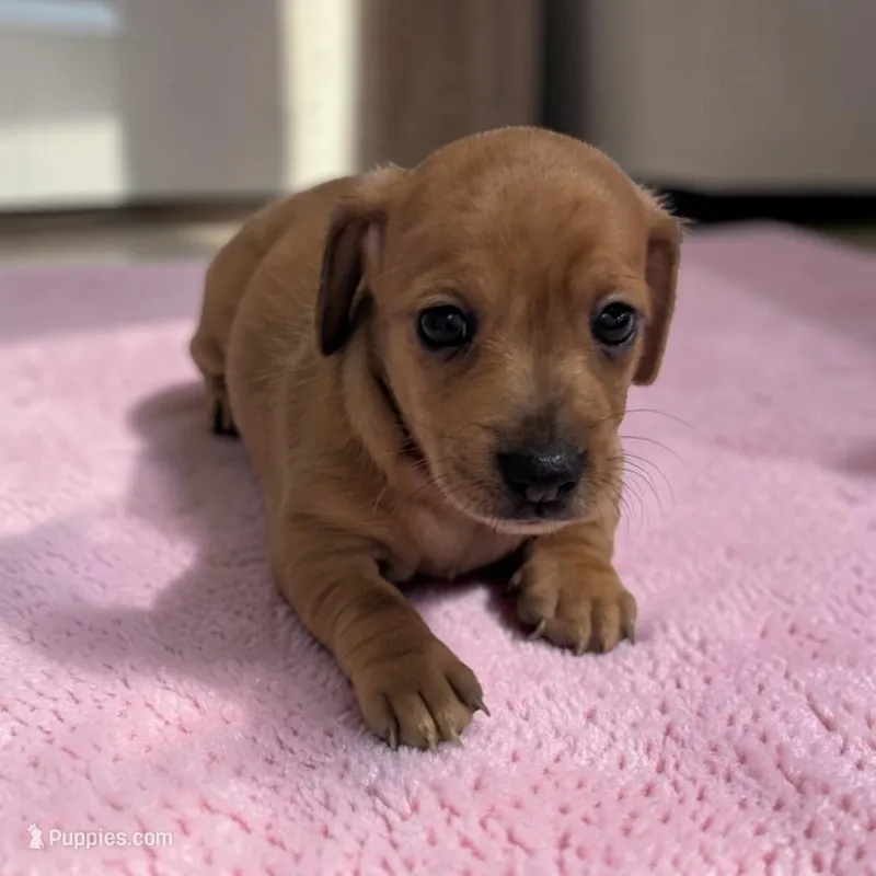 Polly – Miniature Dachshund puppy for sale in Dundee, OH