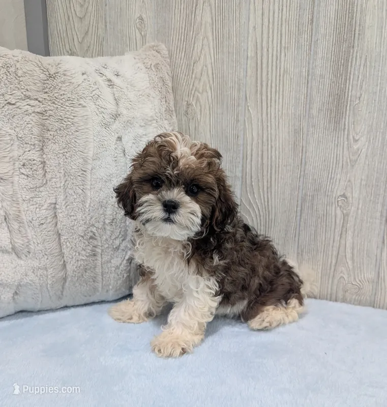 Theo – Shihpoo puppy for sale in Dundee, OH