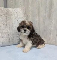 Theo, a male Shihpoo for sale in Dundee, OH – 1 of 5