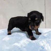 Oreo, a male Miniature Dachshund for sale in Dundee, OH – 2 of 4
