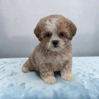 Logan, a male Shihpoo for sale in Dundee, OH – 3 of 6