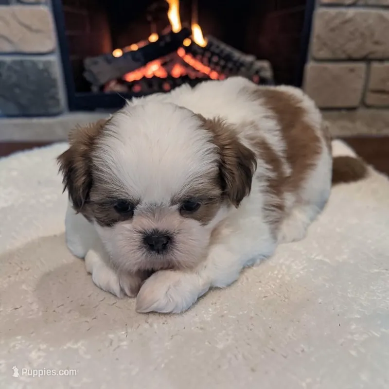 Duffy – Shih Tzu puppy for sale in Dundee, OH
