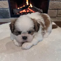 Duffy, a male Shih Tzu for sale in Dundee, OH – 1 of 5