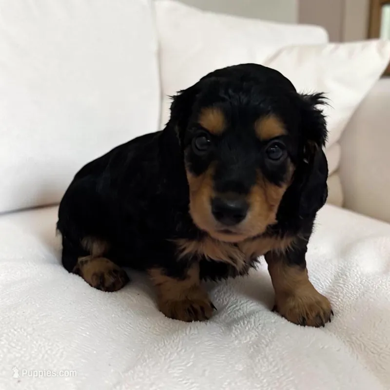 Brandy – Miniature Dachshund puppy for sale in Dundee, OH