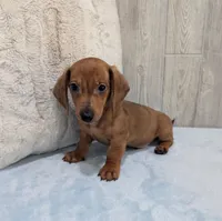 Simon, a male Miniature Dachshund for sale in Dundee, OH – Photo 6 of 6