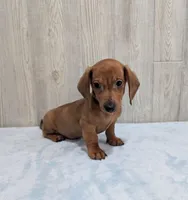 Simon, a male Miniature Dachshund for sale in Dundee, OH – Photo 3 of 6