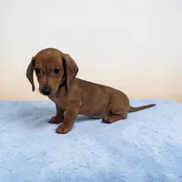 Simon, a male Miniature Dachshund for sale in Dundee, OH – Photo 4 of 6