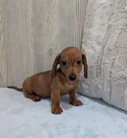 Simon, a male Miniature Dachshund for sale in Dundee, OH – Photo 5 of 6