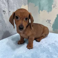 Simon, a male Miniature Dachshund for sale in Dundee, OH – Photo 2 of 6