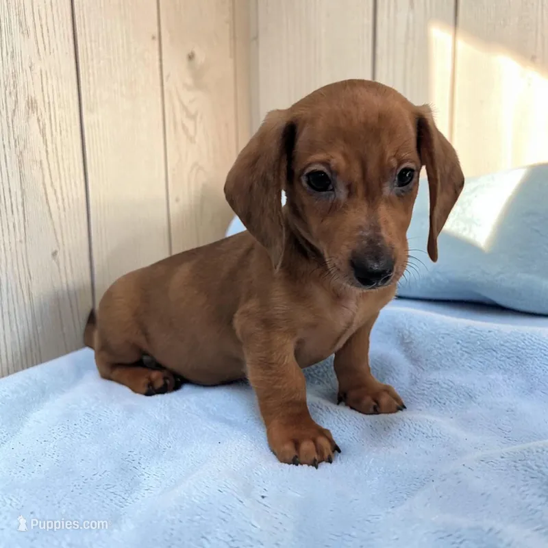 Simon – Miniature Dachshund puppy for sale in Dundee, OH