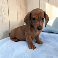 Simon, a male Miniature Dachshund for sale in Dundee, OH – Photo 1 of 6