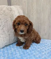 Alex, a male Cavapoo for sale in Dundee, OH – 4 of 6