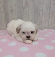 Daisy, a female Shih Tzu for sale in Dundee, OH – 3 of 5