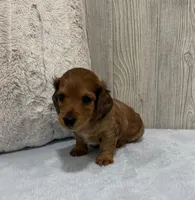 Brownie, a male Miniature Dachshund for sale in Dundee, OH – 3 of 4