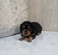Benji, a male Miniature Dachshund for sale in Dundee, OH – 3 of 5