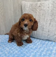 Alex, a male Cavapoo for sale in Dundee, OH – 5 of 6