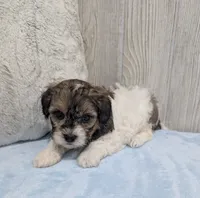 Theo, a male Shihpoo for sale in Dundee, OH – 5 of 6