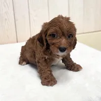 Alex, a male Cavapoo for sale in Dundee, OH – 2 of 5