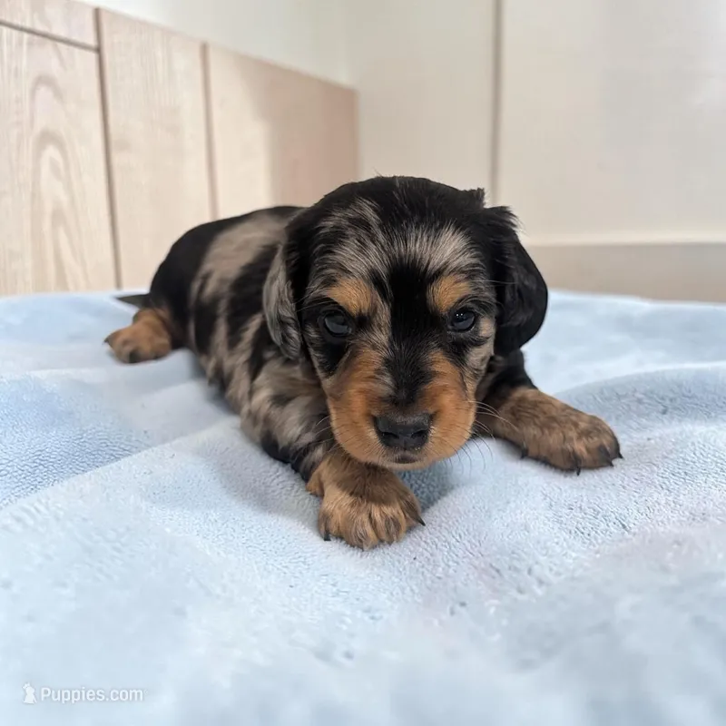 Shadow  – Miniature Dachshund puppy for sale in Dundee, OH