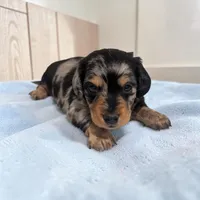 Shadow , a male Miniature Dachshund for sale in Dundee, OH – 1 of 4