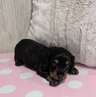 Sandy, a  Miniature Dachshund for sale in Dundee, OH – Photo 3 of 4