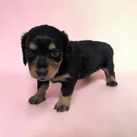 Midnight, a female Miniature Dachshund for sale in Dundee, OH – 2 of 5