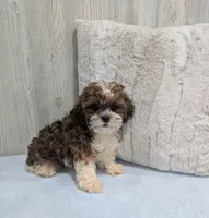 Theo, a male Shihpoo for sale in Dundee, OH – 4 of 5