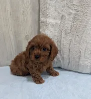 Aero, a  Cavapoo for sale in Dundee, OH – 3 of 5