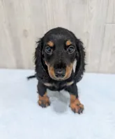 Pepper, a male Miniature Dachshund for sale in Dundee, OH – 5 of 5