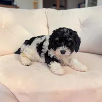 Cherry, a female Cavapoo for sale in Dundee, OH – 2 of 6