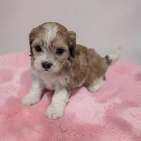 Tessa, a female Shihpoo for sale in Dundee, OH – 4 of 6