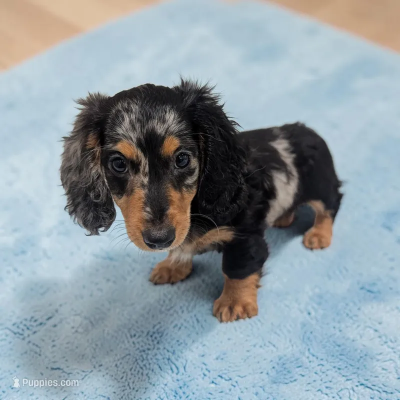 Shadow  – Miniature Dachshund puppy for sale in Dundee, OH